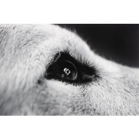   Fazekas István: Vilmos és Jeromos (Csányi Vilmos etológus és kutyája), 2002/2017