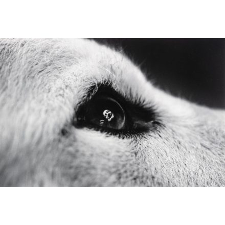 Fazekas István: Vilmos és Jeromos (Csányi Vilmos etológus és kutyája), 2002/2017